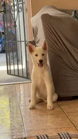 Athena, a female Siberian Husky and Jindo for sale in Downey, CA – 1 of 6