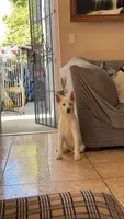 Athena, a female Siberian Husky and Jindo for sale in Downey, CA – 2 of 6