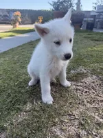 Athena, a female Siberian Husky and Jindo for sale in Downey, CA – 4 of 6