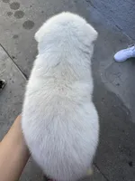 Belle, a female Siberian Husky and Jindo for sale in Downey, CA – Photo 3 of 3