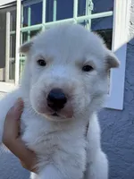 Belle, a female Siberian Husky and Jindo for sale in Downey, CA – Photo 2 of 3
