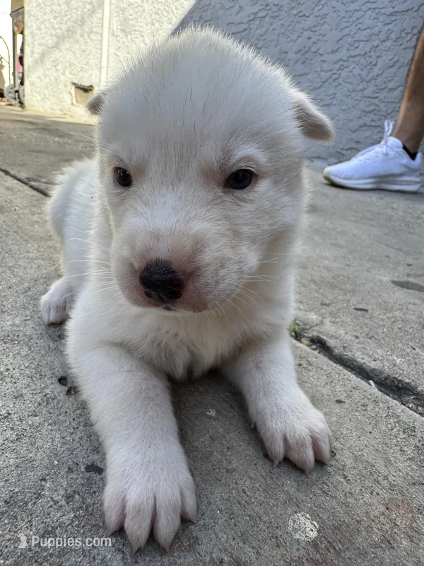 Belle – Siberian Husky, Jindo puppy for sale in Downey, CA