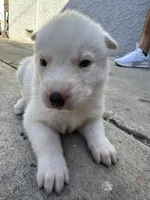 Belle, a female Siberian Husky and Jindo for sale in Downey, CA – Photo 1 of 3