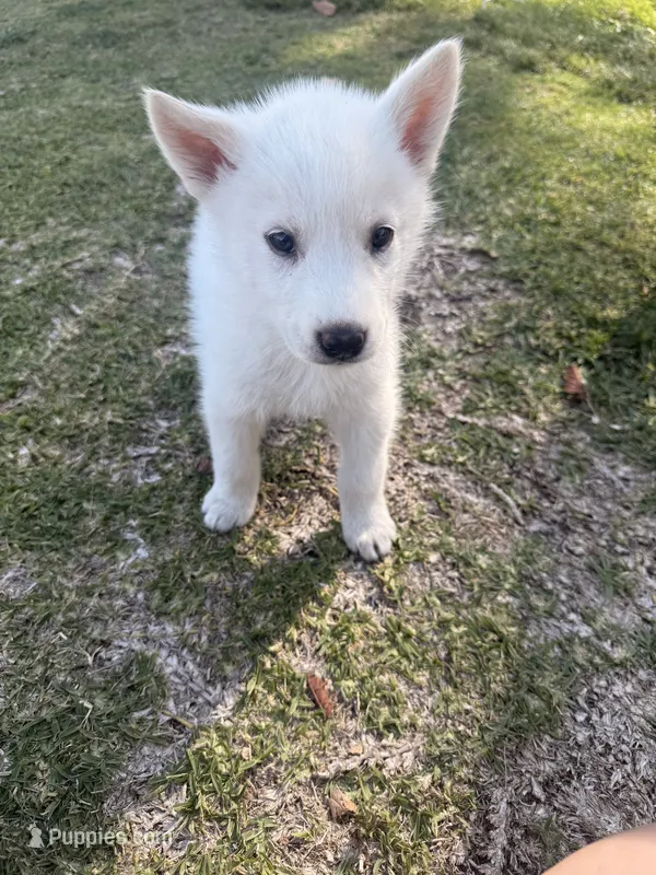 Athena – Siberian Husky, Jindo puppy for sale in Downey, CA