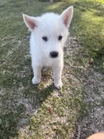 Athena, a female Siberian Husky and Jindo for sale in Downey, CA – 3 of 6