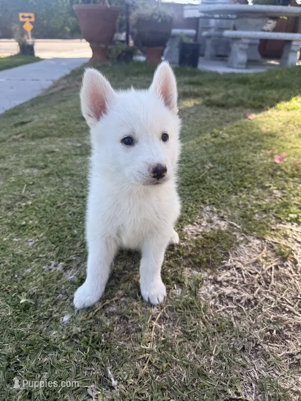 Chanel – Siberian Husky, Jindo puppy for sale in Downey, CA