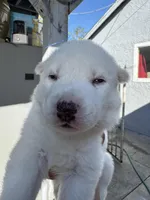 Milo, a male Siberian Husky and Jindo for sale in Downey, CA – Photo 2 of 3