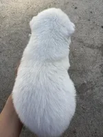 Milo, a male Siberian Husky and Jindo for sale in Downey, CA – Photo 3 of 3