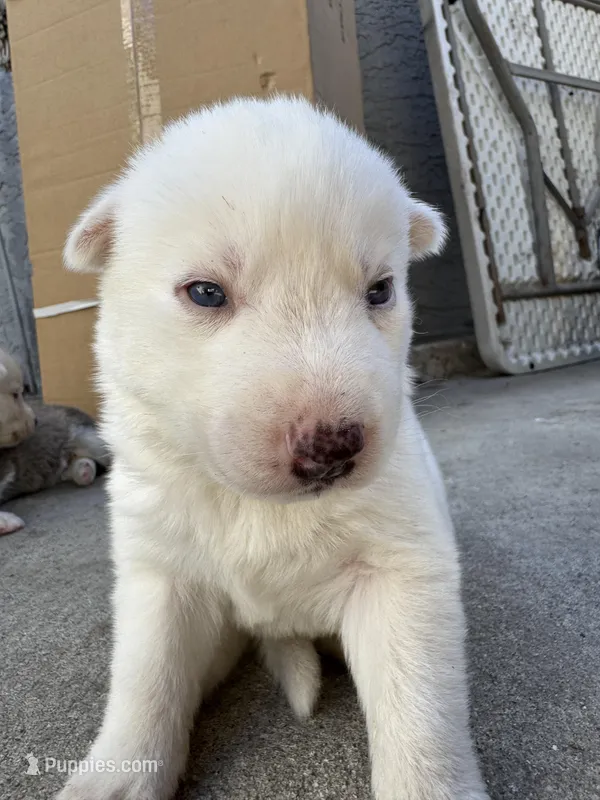 Milo – Siberian Husky, Jindo puppy for sale in Downey, CA