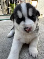 Aurora, a female Siberian Husky and Jindo for sale in Downey, CA – Photo 3 of 4