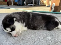 Aurora, a female Siberian Husky and Jindo for sale in Downey, CA – Photo 4 of 4