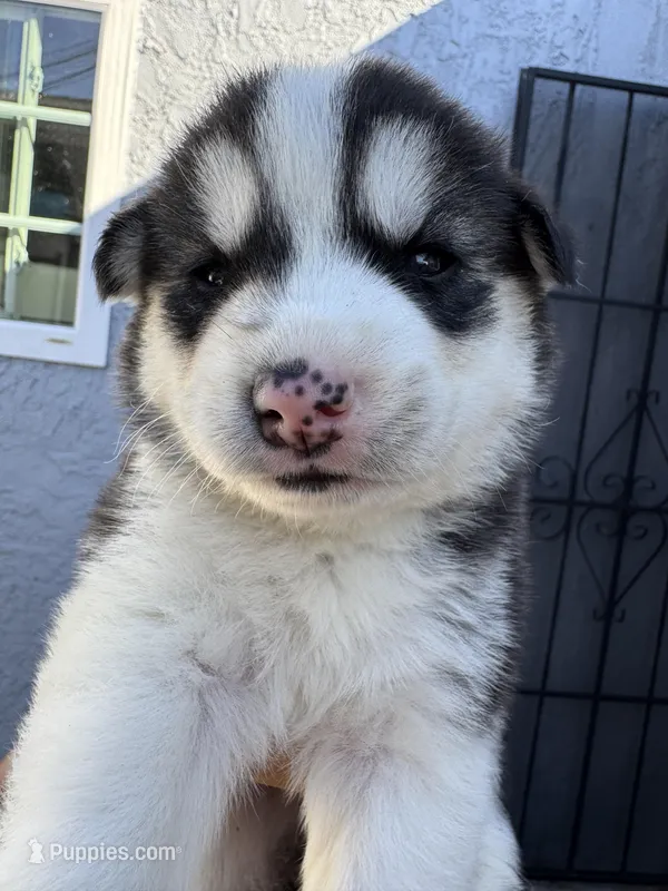 Aurora – Siberian Husky, Jindo puppy for sale in Downey, CA