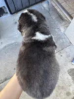 Aurora, a female Siberian Husky and Jindo for sale in Downey, CA – Photo 2 of 4