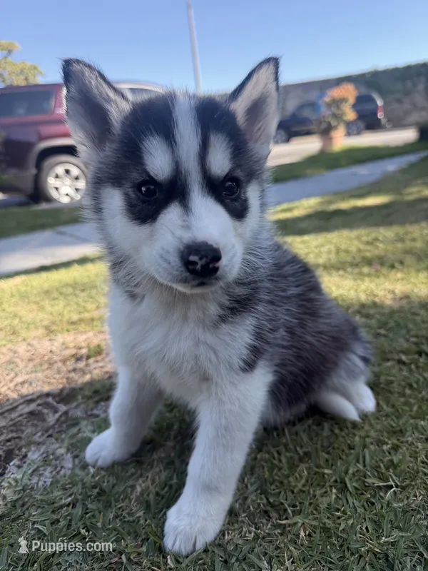 Aurora – Siberian Husky, Jindo puppy for sale in Downey, CA