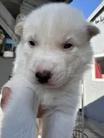 Apollo, a male Siberian Husky and Jindo for sale in Downey, CA – Photo 3 of 4