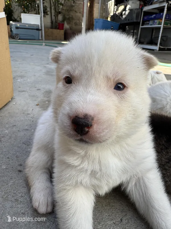 Apollo – Siberian Husky, Jindo puppy for sale in Downey, CA