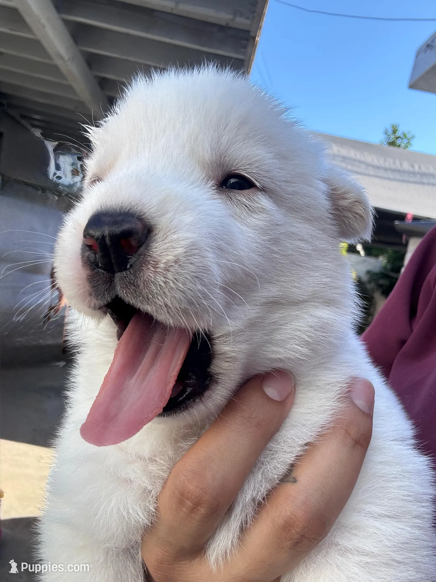 Athena – Siberian Husky, Jindo puppy for sale in Downey, CA