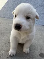 Athena, a female Siberian Husky and Jindo for sale in Downey, CA – Photo 3 of 4