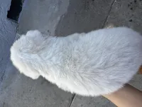 Athena, a female Siberian Husky and Jindo for sale in Downey, CA – Photo 2 of 4