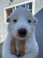 Athena, a female Siberian Husky and Jindo for sale in Downey, CA – Photo 4 of 4