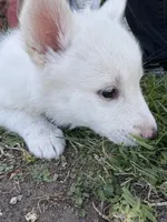 Chanel, a female Siberian Husky and Jindo for sale in Downey, CA – 2 of 3