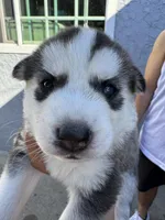 Sasha, a female Siberian Husky and Jindo for sale in Downey, CA – Photo 3 of 6