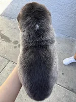 Sasha, a female Siberian Husky and Jindo for sale in Downey, CA – Photo 4 of 6