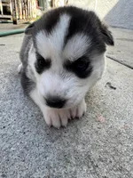 Sasha, a female Siberian Husky and Jindo for sale in Downey, CA – Photo 5 of 6