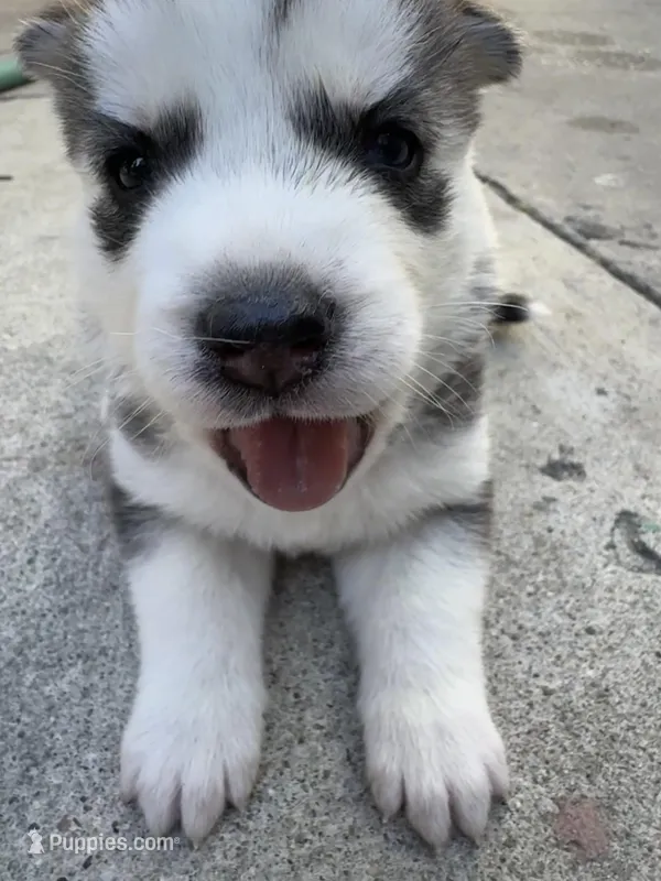 Sasha – Siberian Husky, Jindo puppy for sale in Downey, CA
