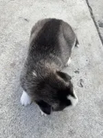 Sasha, a female Siberian Husky and Jindo for sale in Downey, CA – Photo 6 of 6