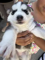 Sasha, a female Siberian Husky and Jindo for sale in Downey, CA – Photo 2 of 6