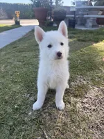 Chanel, a female Siberian Husky and Jindo for sale in Downey, CA – 3 of 3