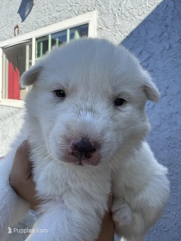 Chanel – Siberian Husky, Jindo puppy for sale in Downey, CA