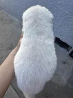 Chanel, a female Siberian Husky and Jindo for sale in Downey, CA – Photo 4 of 4