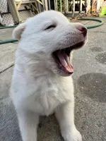 Chanel, a female Siberian Husky and Jindo for sale in Downey, CA – Photo 2 of 4