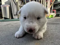 Chanel, a female Siberian Husky and Jindo for sale in Downey, CA – Photo 3 of 4