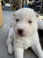 Apollo, a male Siberian Husky and Jindo for sale in Downey, CA – Photo 1 of 4