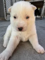 Apollo, a male Siberian Husky and Jindo for sale in Downey, CA – Photo 2 of 4