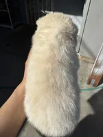 Apollo, a male Siberian Husky and Jindo for sale in Downey, CA – Photo 3 of 4