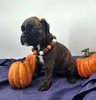 processed/518f2900-04c9-4117-a4ac-6048f64dcbe6/listing/1ef432b8-fc44-409c-8990-1ed5bea3ab09/297d0a31-5c70-4c90-b19a-32ce82202744