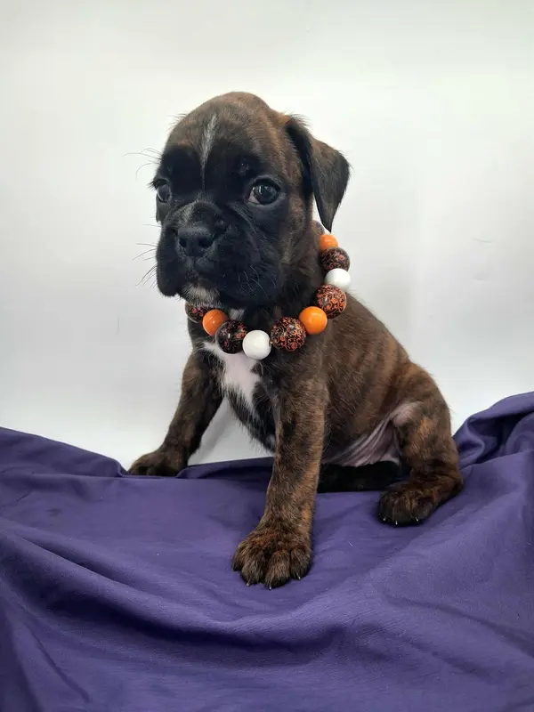 Cruella Euro ARVC-1 and DM neg