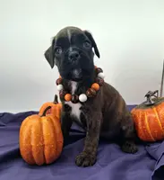 processed/518f2900-04c9-4117-a4ac-6048f64dcbe6/listing/1ef432b8-fc44-409c-8990-1ed5bea3ab09/a888b970-826b-4227-af27-62d0f028a954