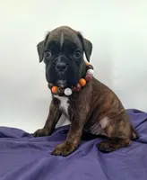 processed/518f2900-04c9-4117-a4ac-6048f64dcbe6/listing/1ef432b8-fc44-409c-8990-1ed5bea3ab09/f6ef8c3c-1c13-4113-a521-f09cc0031c82