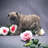 Health tested European male, a male Boxer for sale in Hollywood, MD – Photo 2 of 8