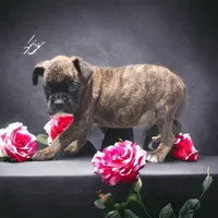 Health tested European male, a male Boxer for sale in Hollywood, MD – Photo 4 of 8