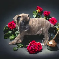 Health tested European male, a male Boxer for sale in Hollywood, MD – Photo 1 of 8