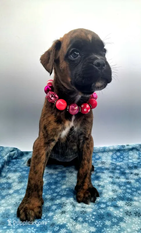 Brindle fe ARVC-1 and DM neg