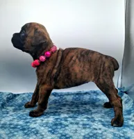 processed/518f2900-04c9-4117-a4ac-6048f64dcbe6/listing/45fb7874-6572-4671-bc16-06fbdcce7e63/729ffcd3-e433-4d0d-ba4f-5ea7fbf5a645