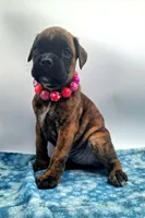 processed/518f2900-04c9-4117-a4ac-6048f64dcbe6/listing/45fb7874-6572-4671-bc16-06fbdcce7e63/fb2c4a00-1d13-475a-a3bd-5bd382d3624b