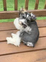 Hank, a male Miniature Schnauzer for sale in Hollywood, MD – Photo 4 of 4